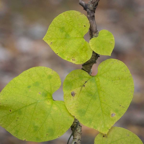 USA, Tennessee Heart-shaped vine leaves